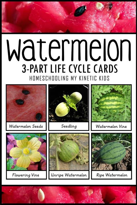 Watermelon Life Cycle Printable